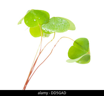 grüne nass gefalteten Oxalis verlässt isolierten auf weißen Hintergrund Stockfoto