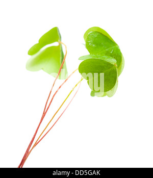 grüne nass gefalteten Oxalis verlässt isolierten auf weißen Hintergrund Stockfoto