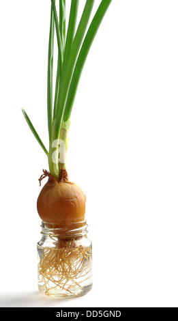 Grüne Zwiebel wächst in einem Glas mit Wasser auf weiß Stockfoto