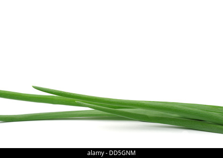 Mit frischen Frühlingszwiebeln auf weißem Hintergrund Stockfoto