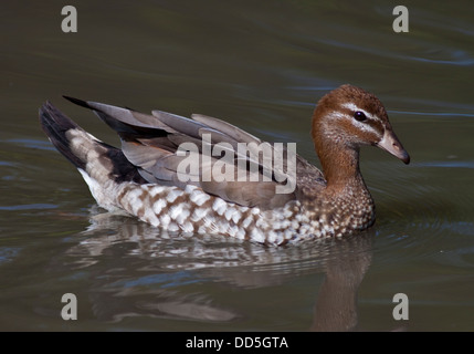 Australische Holz Ente (Chenonetta Jubata) weiblich Stockfoto