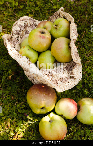 geernteten Grenadier Äpfel gesammelt in einem Bast-Hut Stockfoto