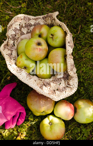 geernteten Grenadier Äpfel gesammelt in einem Bast-Hut mit Gartenarbeit Handschuh Stockfoto