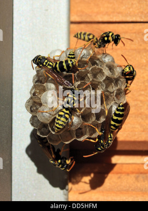 Europäische Papier Wespen (Polistes Dominula) eine Nester mit einem Dach, Italien, im Sommer verbundene Gebäude. Stockfoto