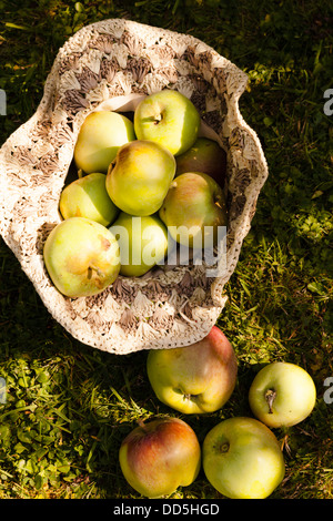 geernteten Grenadier Äpfel gesammelt in einem Bast-Hut Stockfoto