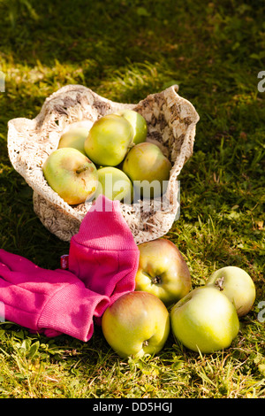 geernteten Grenadier Äpfel gesammelt in einem Bast-Hut mit Gartenarbeit Handschuh Stockfoto