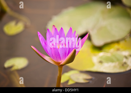 lila Lotus im Teich Stockfoto