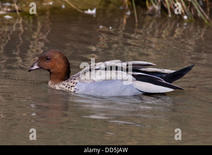 Australische Holz Ente (Chenonetta Jubata) männlich Stockfoto