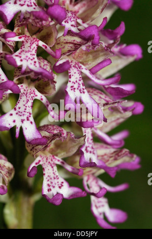 Lady x Affe Orchidee Hybrid - Orchis Purpurea X simia Stockfoto