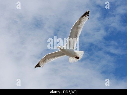 Silbermöwe - Larus Argentatus Erwachsenen im Flug Stockfoto