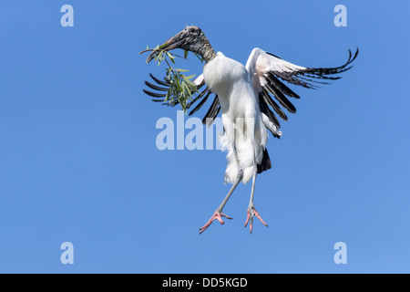 Holz-Storch landet wieder auf dem Brutplatz mit Verschachtelung material Stockfoto