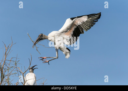 Holz-Storch landet wieder auf dem Brutplatz mit Verschachtelung material Stockfoto