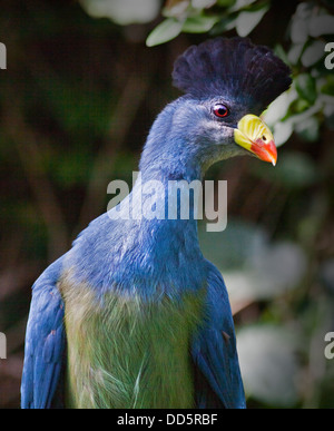 Großer blauer Turaco (Corythaeola Cristata) Stockfoto