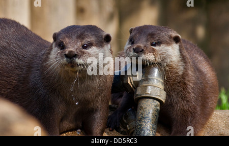 Nordamerikanischer Fischotter (Lontra Canadensis) Stockfoto