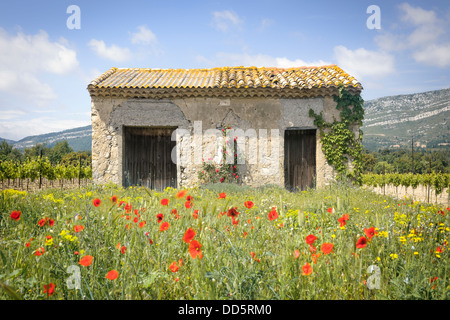 Die Mohnblumen wiegen sich im Wind vor ein "shabby Chic" französischen landwirtschaftlichen Nebengebäude am Rande eines Weinbergs. Stockfoto