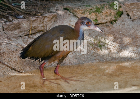 Riesen Holz Schiene (Aramide Ypecaha) Stockfoto