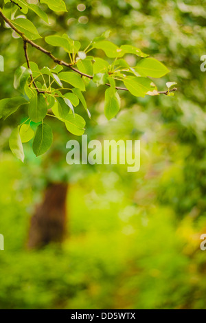 Unscharfe Lichter Hintergrund hellgrün. Frühling Bokeh. Abstrakt Sommer Hintergrund Stockfoto