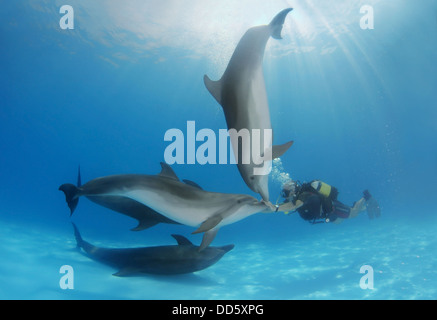 Taucher und Gruppe Großer Tümmler (Tursiops truncatus), Delphinarium, Odessa, Odessa, Ukraine, Europa Stockfoto