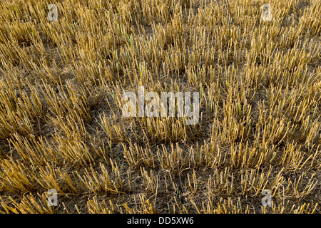 Frisch geschnitten Weizenfeld Stockfoto