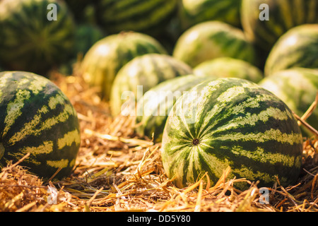 Haufen von Wassermelonen. Hintergrund Stockfoto