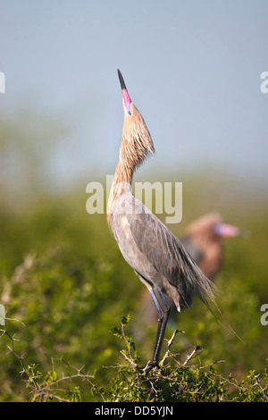 Rötliche Silberreiher (Egretta saniert) Erwachsenen in der Zucht Gefieder, Green Island Sanctuary, Texas, USA. Stockfoto