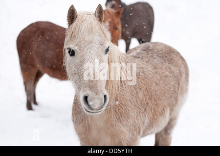 Eine kleine Gruppe von wilden Moorland Ponys im Winter Schneefall abgebildet. Stockfoto