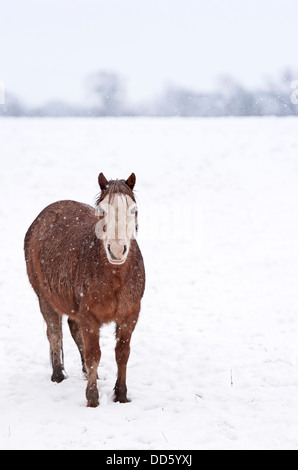 Eine Gruppe von wilden Moorland Ponys im Winter Schneefall abgebildet. Stockfoto