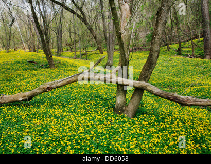 Blumen für den Waldboden neben Little Miami River im zeitigen Frühjahr, südwestlichen Ohio, USA Stockfoto