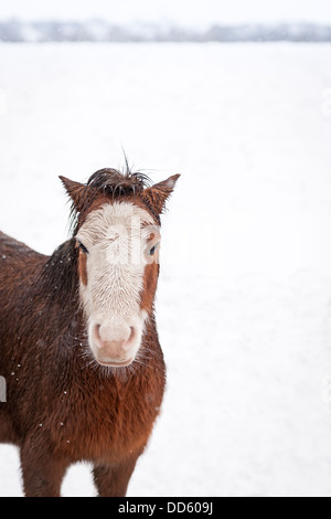 Eine Gruppe von wilden Moorland Ponys im Winter Schneefall abgebildet. Stockfoto