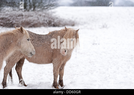 Zwei der eine Herde von wilden Moorland Ponys im Winter Schneefall abgebildet. Stockfoto