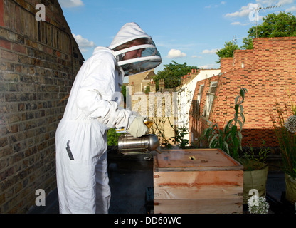Elena Polisano hält einen Bienenstock der Honigbienen auf dem Dach des drei Hirschen Pub in Lambeth bei London Stockfoto