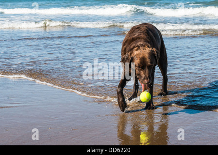 Choc-Lab, die nur einen Ball aus seinem Mund gesunken während kommen aus dem Meer bei Whitbys, nr Whitby, North Yorkshire. Stockfoto