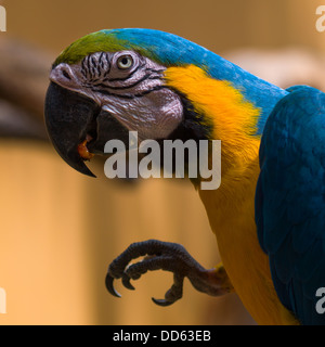 Papagei Kopf, Langkawi, Malaysia Stockfoto