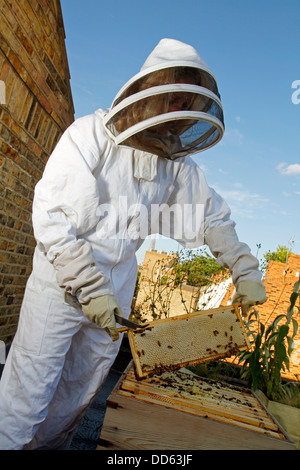 Elena Polisano hält einen Bienenstock der Honigbienen auf dem Dach des drei Hirschen Pub in Lambeth bei London Stockfoto