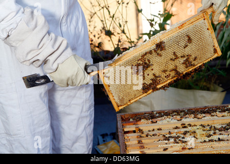 Elena Polisano hält einen Bienenstock der Honigbienen auf dem Dach des drei Hirschen Pub in Lambeth bei London Stockfoto