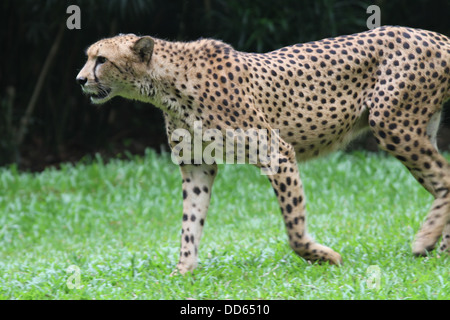 Ein Schuss von einem Geparden in Gefangenschaft Stockfoto