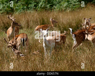 Damwild, Dama Dama, Bolderwood Park, New Forest, Hampshire, UK 2013 Stockfoto