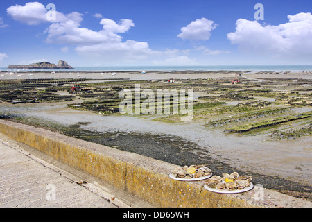 Wächst und pflückt Austern bei Ebbe am Hafen von Cancale, Frankreich Stockfoto