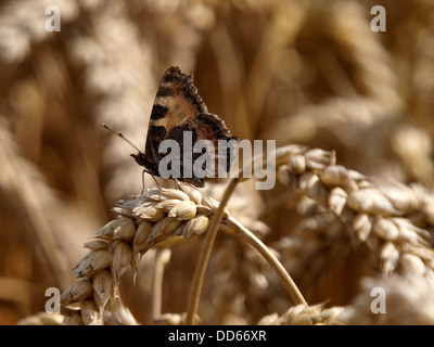 Kleine Schildpatt Schmetterling auf Weizen, Dorset, UK 2013 Stockfoto