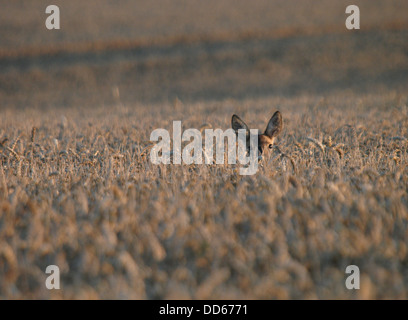 Ein Reh in einem Feld von Weizen, Dorset, UK 2013 Stockfoto