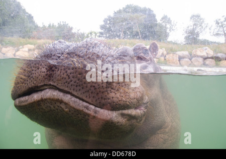 Nilpferd unter Wasser Stockfoto