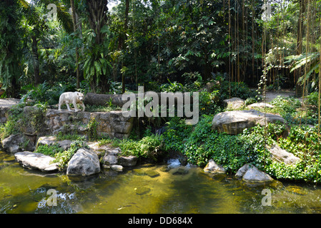 Asia Singapore A weiße Tiger im Zoo von Singapur Stockfoto