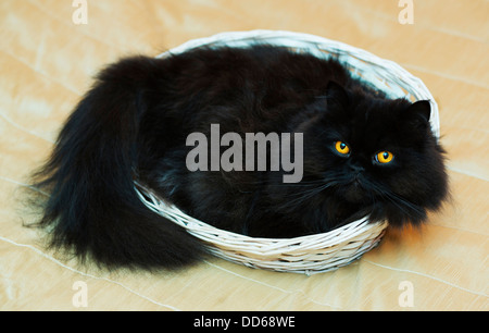 Zufriedener Kater im Korb auf Beige Hintergrund Stockfoto