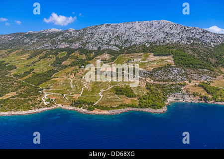 Dingac-Weinberge auf der Halbinsel Peljesac Stockfoto