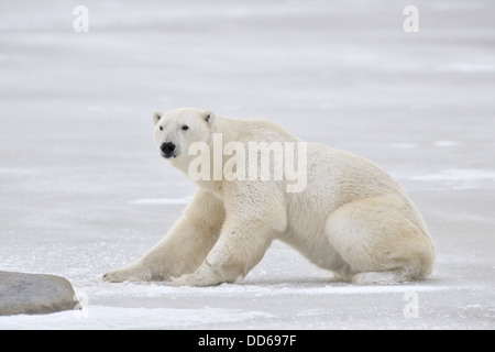 Eisbär (Ursus Maritimus) steigt auf dem Eis, Churchill, Manitoba, Kanada. Stockfoto