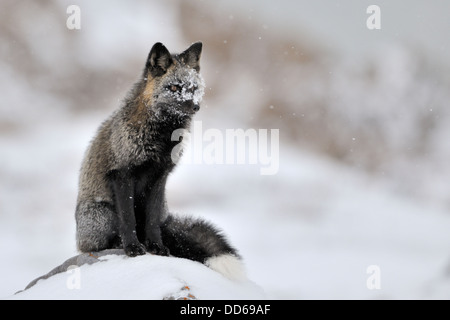 Rotfuchs (Vulpes Vulpes) mit schwarzen Colorvariation Fell sitzen im Schnee, auf einem Felsen, Churchill, Manitoba, Kanada. Stockfoto