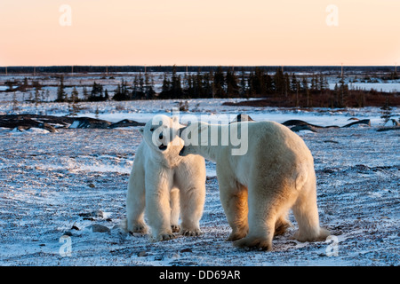 Zwei Eisbären (Ursus Maritimus) Streit und bedrohlich auf gefrorene Tundra bei Sonnenuntergang, Churchill, Manitoba, Kanada. Stockfoto