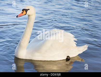 Einzelne weiße Schwan auf dem Wasser schwimmen Stockfoto