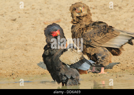 Bateleur Adler - wilde Vogel Hintergrund aus Afrika - Mutter und Eaglet nachschlagen in den Himmel.  Vogel-Mütter und Küken Stockfoto