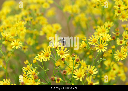 Buff-Tailed Bumble Bee, Bombus Terrestris, sammeln von Pollen von Kreuzkraut auf Erhaltung Ackerland. England, UK, 2013 Stockfoto